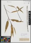 Foto von Salix alba subsp. alba L. x Salix babylonica L.